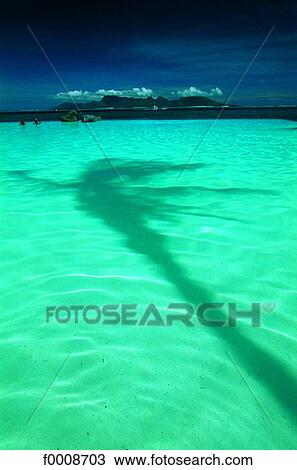 French Polynesia, Tahiti, shadow of a palm tree View Large Photo Image Stock Image - French Polynesia, Tahiti, shadow of a palm tree. Fotosearch