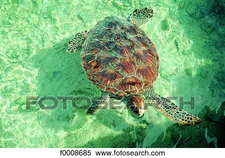 French Polynesia, Tahiti, turtle View Large Photo Image Stock Photography - French Polynesia, Tahiti, turtle. Fotosearch