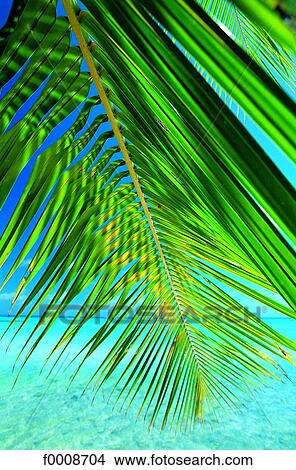 French Polynesia, Tuamotus archipelago, Rangiroa, palm View Large Photo Image Picture - French Polynesia, Tuamotus archipelago, Rangiroa, palm. Fotosearch