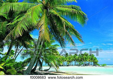 French Polynesia, Tuamotus archipelago, Rangiroa View Large Photo Image Stock Image - French Polynesia, Tuamotus archipelago, Rangiroa. Fotosearch