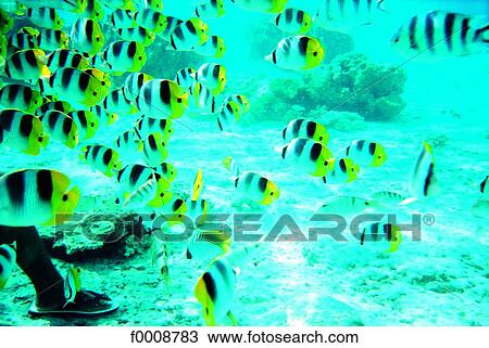 French Polynesia, Tuamotus archipelago, Rangiroa, underwater view View Large Photo Image Stock Image - French Polynesia, Tuamotus archipelago, Rangiroa, underwater view. Fotosearch