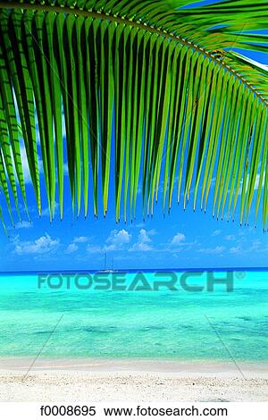 French Polynesia, Tuamotus archipelago, Rangiroa View Large Photo Image Stock Photography - French Polynesia, Tuamotus archipelago, Rangiroa. Fotosearch
