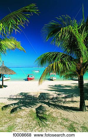 Mauritius, beach and palms View Large Photo Image Stock Photo - Mauritius, beach and palms. Fotosearch