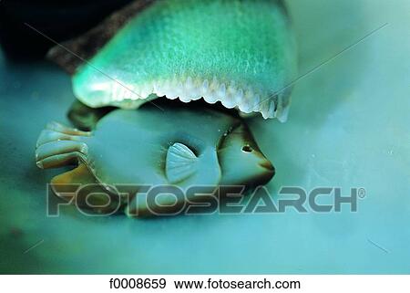 Mauritius, shell and moter of pearl fish View Large Photo Image Stock Photo - Mauritius, shell and moter of pearl fish. Fotosearch