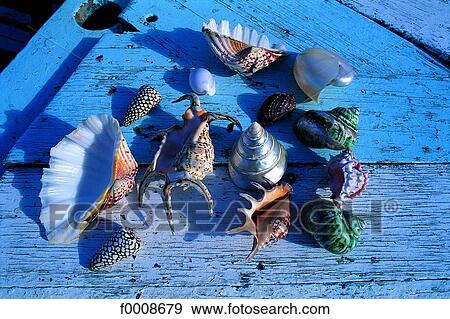 Mauritius, Trou-aux-biches, shells View Large Photo Image Stock Photo - Mauritius, Trou-aux-biches, shells. Fotosearch