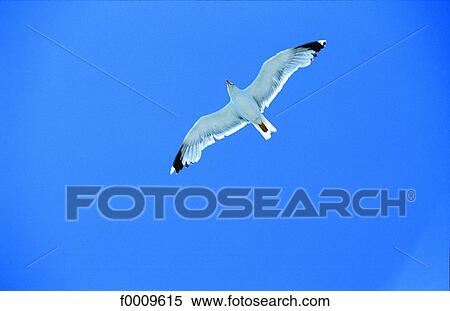 France, Marseilles, Seagull above Vieux-Port View Large Photo Image Stock Photography - France, Marseilles, Seagull above Vieux-Port. Fotosearch