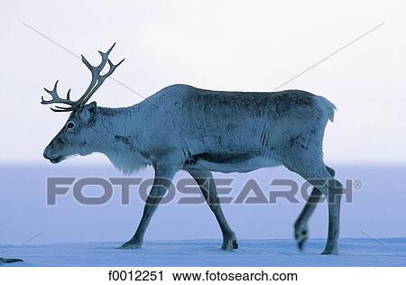 Stock Image - Norway, Finnmark, Kautokeino, reindeer. Fotosearch