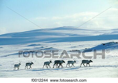 Norway, Lapland, great migration of the reindeers View Large Photo Image Picture - Norway, Lapland, great migration of the reindeers. Fotosearch