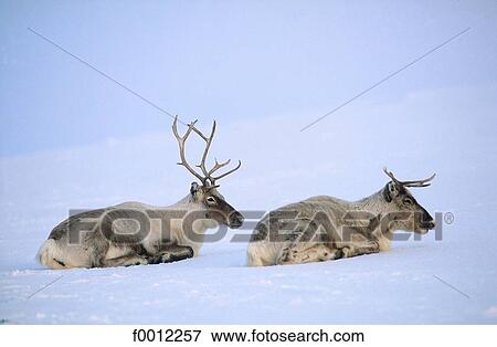 Norway, Lapland, great migration of the reindeers View Large Photo Image Stock Photo - Norway, Lapland, great migration of the reindeers. Fotosearch