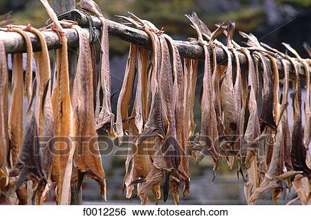 Norway, Lofoten Islands, stockfish View Large Photo Image Stock Photograph - Norway, Lofoten Islands, stockfish. Fotosearch