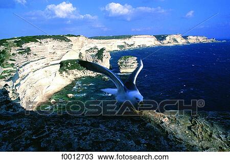 Stock Image - Corsica, Bonifacio, seagull on the cliffs. Fotosearch