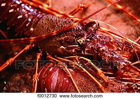 Stock Image - Corsica, Bonifacio Sunday market, fresh lobsters. Fotosearch