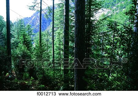 Stock Image - Corsica, Evisa forest, pine trees . Fotosearch