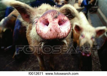 Stock Image - Corsica, Evisa, portrait of a nosy pig. Fotosearch