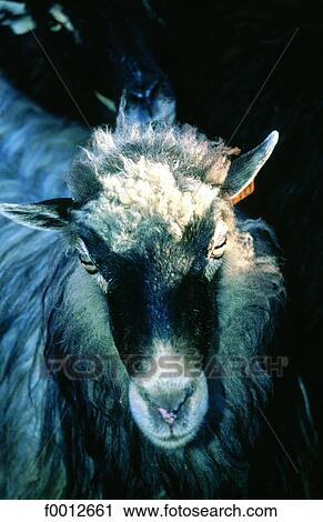 Corsica, Murato, Corsican female sheep View Large Photo Image Stock Image - Corsica, Murato, Corsican female sheep. Fotosearch