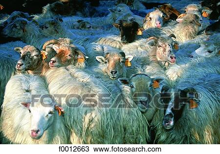 Stock Image - Corsica, Murato, Corsican female sheep. Fotosearch