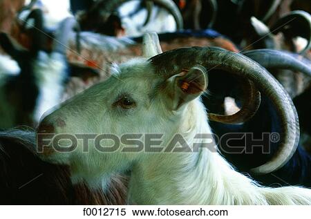 Corsica, Restonica valley, portrait of a goat View Large Photo Image Stock Photography - Corsica, Restonica valley, portrait of a goat. Fotosearch