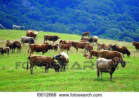 Corsica, Sartene (near), herd of cows View Large Photo Image Stock Photo - Corsica, Sartene (near), herd of cows. Fotosearch