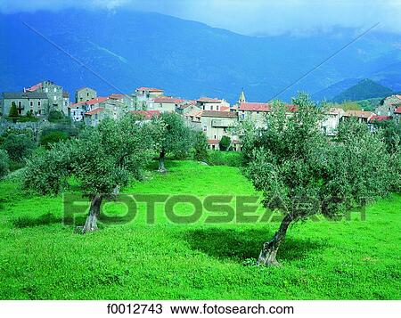 Stock Image - Corsica, Sta. Lucia di Talla, olive trees. Fotosearch