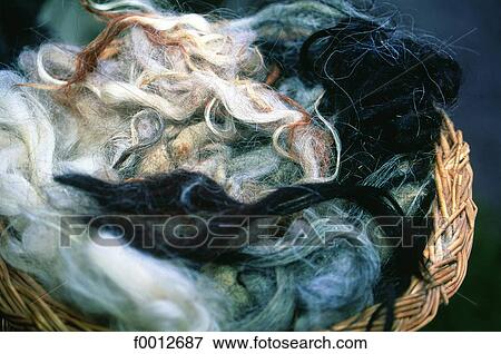 Stock Photo - Corsica, woolyarn. Fotosearch