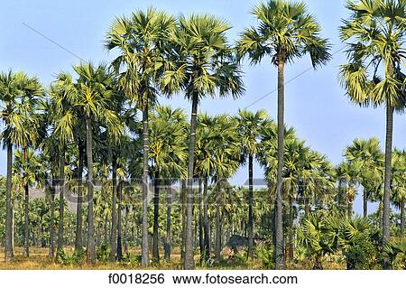 Myanmar, Bagan region, sugar palms View Large Photo Image Stock Photograph - Myanmar, Bagan region, sugar palms. Fotosearch