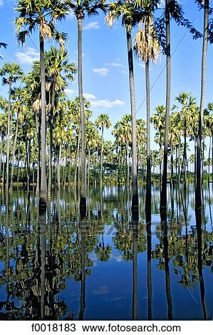 Stock Image - Myanmar, Gwegyo, sugar palms. Fotosearch