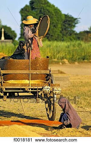 Stock Image - Myanmar, near Monywa, winnowing rice. Fotosearch
