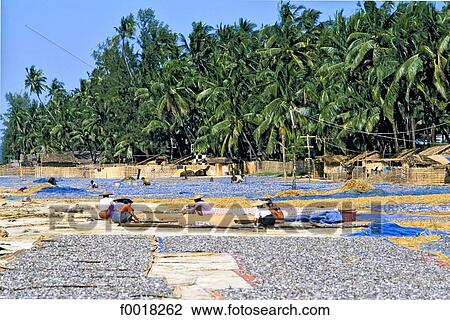 Myanmar, Rakhine state, Ngapali, Lone Tha, drying fish View Large Photo Image Stock Image - Myanmar, Rakhine state, Ngapali, Lone Tha, drying fish. Fotosearch