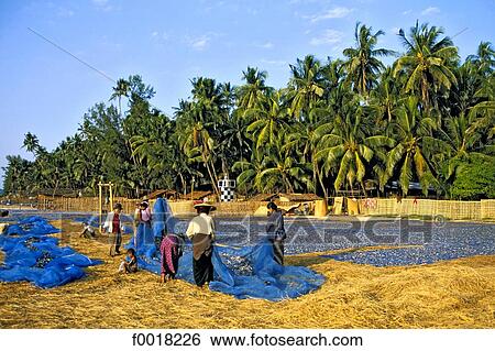Stock Photograph - Myanmar, Rakhine state, Ngapali, Lone Tha, drying fish. Fotosearch