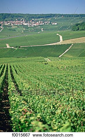 France, Champagne region, Champignol, vineyard and village View Large Photo Image Stock Photo - France, Champagne region, Champignol, vineyard and village. Fotosearch