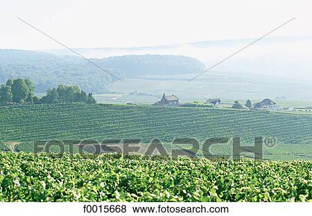 France, Champagne region, Champignol, vineyard at sunrise View Large Photo Image Stock Photo - France, Champagne region, Champignol, vineyard at sunrise. Fotosearch
