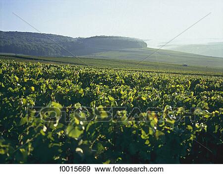 France, Champagne region, Champignol, vineyard at sunrise View Large Photo Image Stock Photo - France, Champagne region, Champignol, vineyard at sunrise. Fotosearch