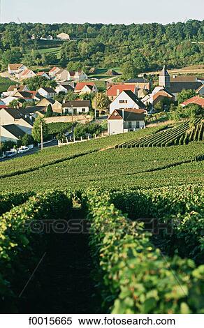 France, Champagne region, Champignol, vineyard and village View Large Photo Image Stock Photography - France, Champagne region, Champignol, vineyard and village. Fotosearch
