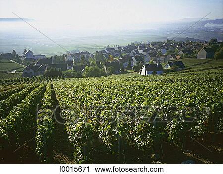 France, Champagne region, Hautvilliers, vineyard and village View Large Photo Image Stock Image - France, Champagne region, Hautvilliers, vineyard and village. Fotosearch