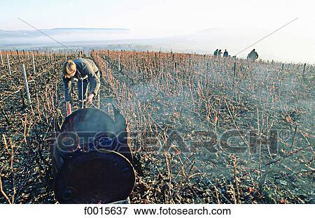 France, Champagne region, Moussy, taking care of the vine in winter View Large Photo Image Stock Photo - France, Champagne region, Moussy, taking care of the vine in winter. Fotosearch