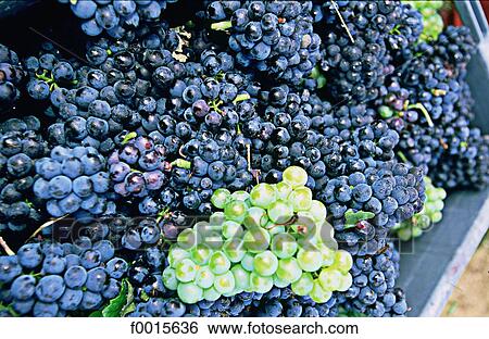 France, Champagne region, Moussy, vintage View Large Photo Image Stock Photograph - France, Champagne region, Moussy, vintage. Fotosearch