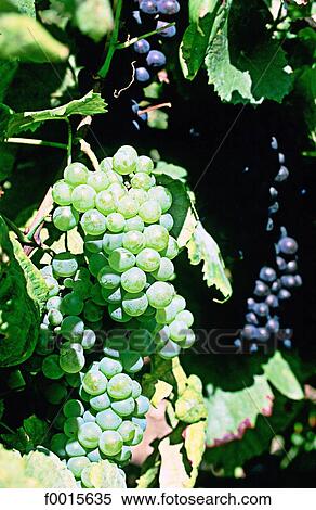 France, Champagne region, Moussy, vineyard View Large Photo Image Stock Photography - France, Champagne region, Moussy, vineyard. Fotosearch