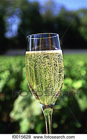 France, Champagne region, Reims, vineyard and flute of champagne View Large Photo Image Stock Photo - France, Champagne region, Reims, vineyard and flute of champagne. Fotosearch