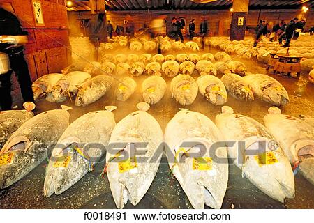 Stock Image - Japan, Tokyo, fishmarket, tuna fish. Fotosearch