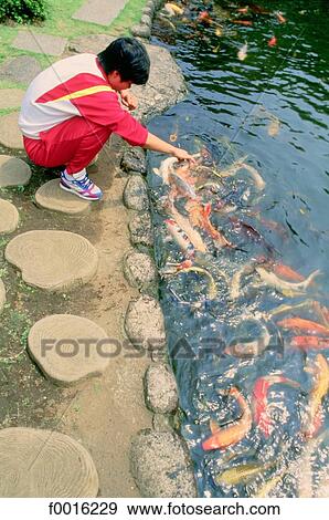 Japan, Tokyo, Harakuju park, golden fish View Large Photo Image Stock Photo - Japan, Tokyo, Harakuju park, golden fish . Fotosearch
