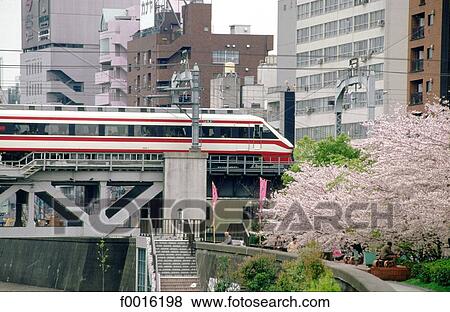 Japan, Tokyo, train passing near blossoming cherry tree View Large Photo Image Stock Photo - Japan, Tokyo, train passing near blossoming cherry tree. Fotosearch