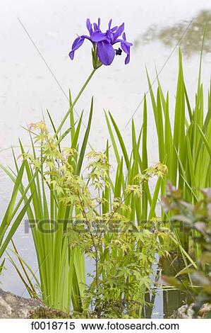 Stock Photography - Japan, Kyoto, garden of the Golden pavilion. Fotosearch