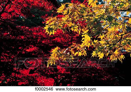 Stock Photograph - Japan, Kyoto, Japanese maple. Fotosearch