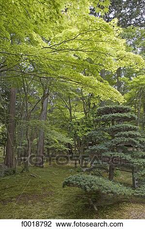 Japan, Kyoto, Kokedera temple, moss gardens View Large Photo Image Stock Image - Japan, Kyoto, Kokedera temple, moss gardens. Fotosearch
