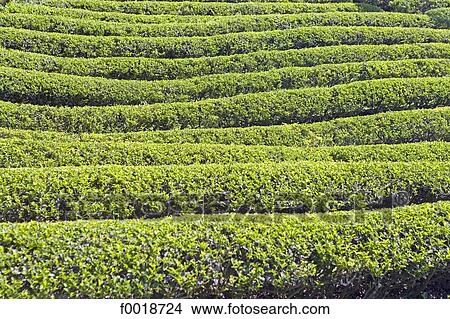 Japan, Kyoto, Uji, green tea plantation View Large Photo Image Picture - Japan, Kyoto, Uji, green tea plantation. Fotosearch