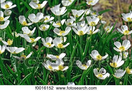 France, Alps, buttercup View Large Photo Image Stock Image - France, Alps, buttercup. Fotosearch