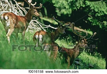 Stock Photo - France, Alps, Chamonix valley, deers. Fotosearch
