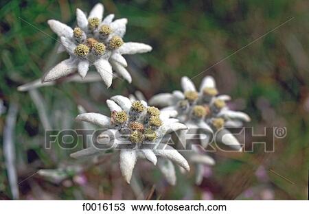 Stock Image - France, Alps, edelweiss. Fotosearch