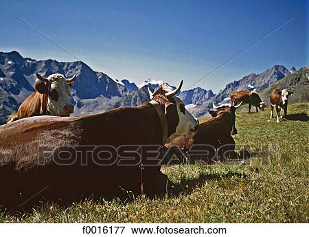 France, Alps, flock of cows View Large Photo Image Stock Photo - France, Alps, flock of cows. Fotosearch