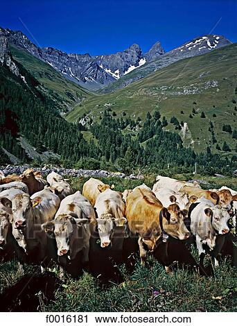 France, Alps, flock of nosy cows View Large Photo Image Stock Image - France, Alps, flock of nosy cows. Fotosearch
